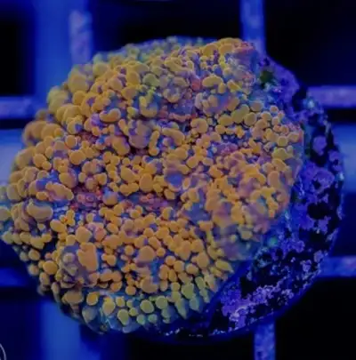 *Sale* Cloudberry Chalice Coral Saltwater Reef, View more
