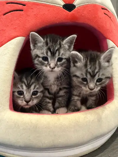Baby cats for sale