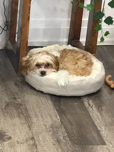 Maltese Shih Tzu  mix, View more