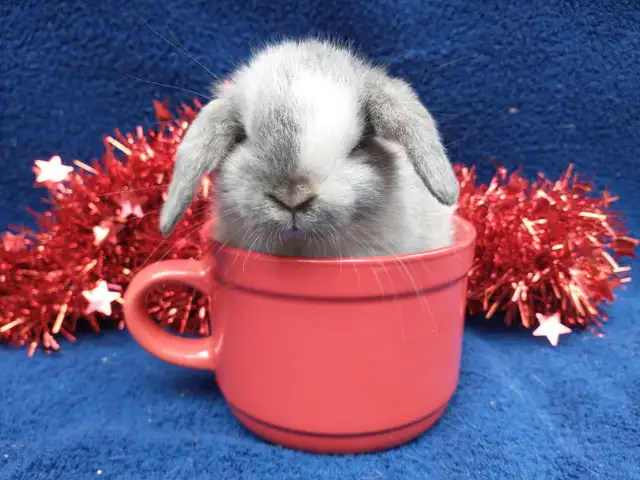 EXTRAORDINARY Netherland dwarf,Holland lop,lionhead bunny rabbit in Small Animals for Rehoming in Ottawa - Image 11
