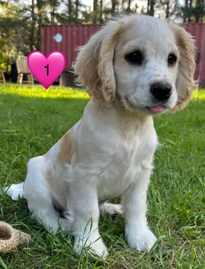 cocker spaniel puppies, View more