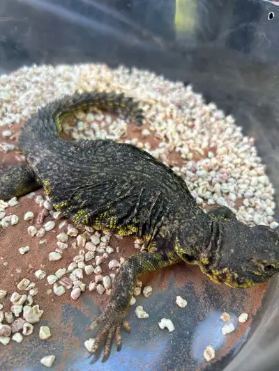 young male yellow geyri uromastyx , View more