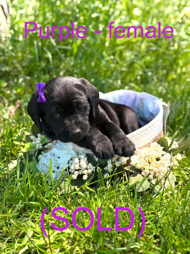 Golden Retriever X Labrador Puppies (SOLD) in Dogs & Puppies for Rehoming in Owen Sound - Image 5