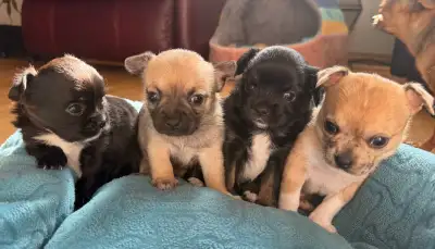Adorable chihuahua puppies - two boys two girls, View more