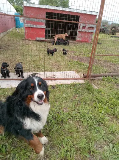 Ready To Go -- Bernese Cross Pups, View more