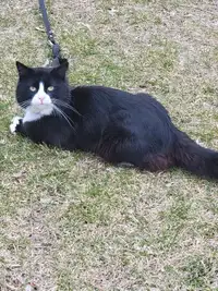 Tuxedo Cat