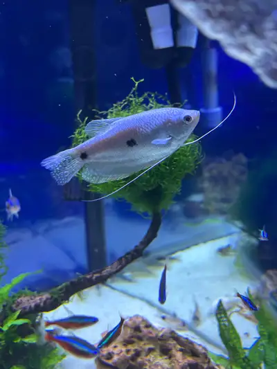 Blue Gourami, View more