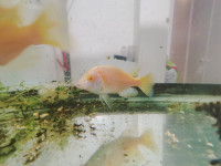 Red Eye Peacock Albino African Cichlid