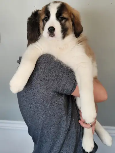 ONLY 3 males left (READY TO GO) St. Bernard/Pyrenees Puppies, View more