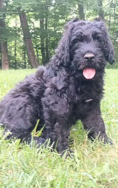 Black Russian Terrier , View more