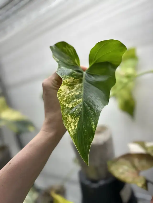 Philodendron thaumatophyllum williamsii  in Plants, Fertilizer & Soil in Longueuil / South Shore - Image 5