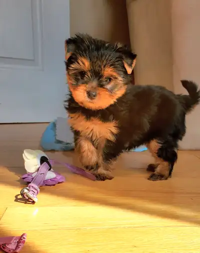 Yorkshire terrier, View more