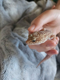 Gecko up for adoption 