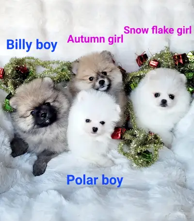❤️ Teddy Bear faced Gorgeous Pomeranian puppies ❤️, View more