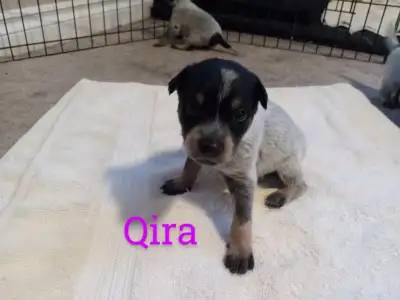 BLUE HEELER PUPPIES, View more