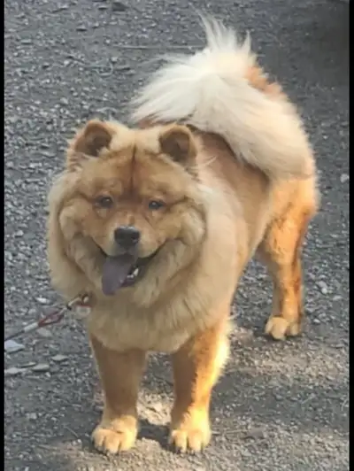 chowchow, View more