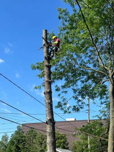 TREE REMOVAL / TREE TRIMMING, View more
