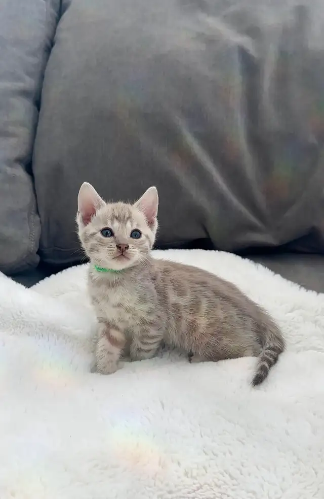 Bengal kitten snow in Cats & Kittens for Rehoming in Calgary - Image 6