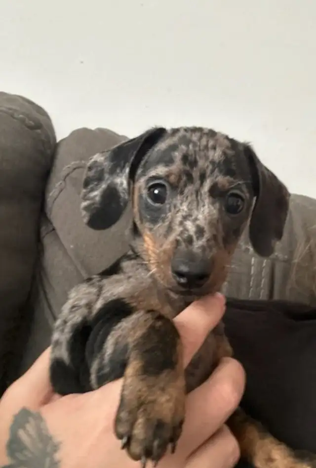 Teckel miniature in Dogs & Puppies for Rehoming in Laval / North Shore - Image 6