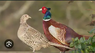 pheasants for sale, View more