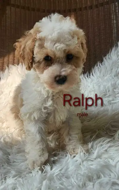 toy poodle, View more