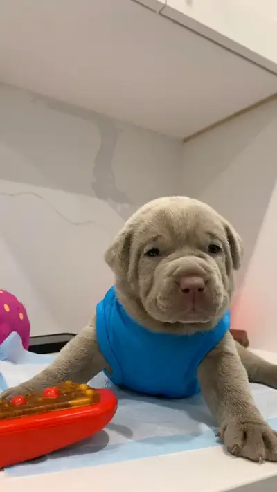 ✨ Adorable Mixed Lab Puppies✨, View more