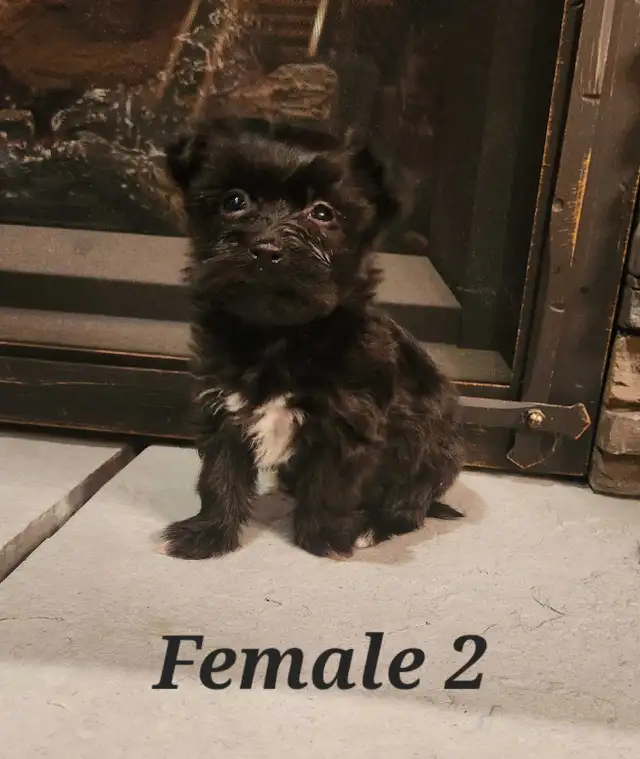 Morkie Puppies in Dogs & Puppies for Rehoming in Belleville - Image 3