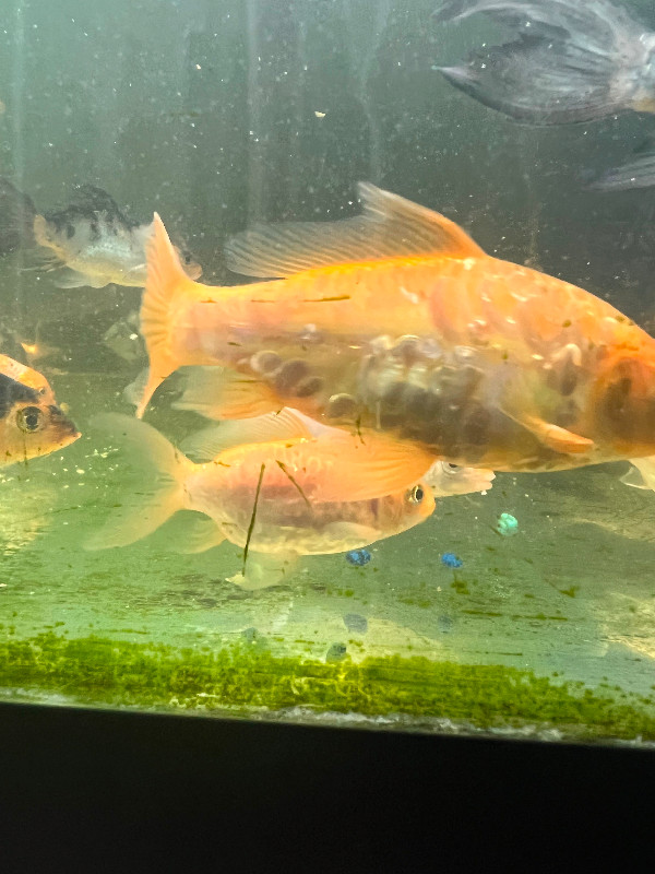 Assorted Koi in Fish for Rehoming in Kitchener / Waterloo - Image 2