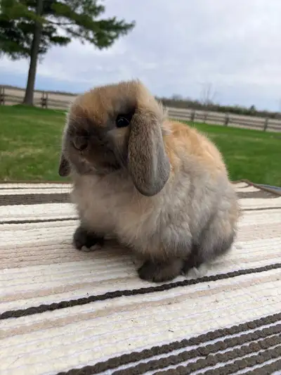 ✨ Bébés lapins Holland Lop à vendre ! ✨, View more