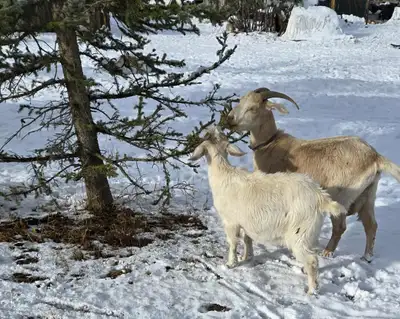 3 5 month old bucklings ( INTACT) Mom is a Toggengurg cross Boer Dad a Spanish cross Kiko Have been...