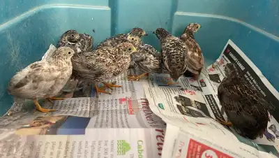 Button Quail, View more