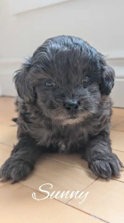 We are so excited to introduce our F1bb litter of adorable Cavapoos born April 30th and raised in Ed...