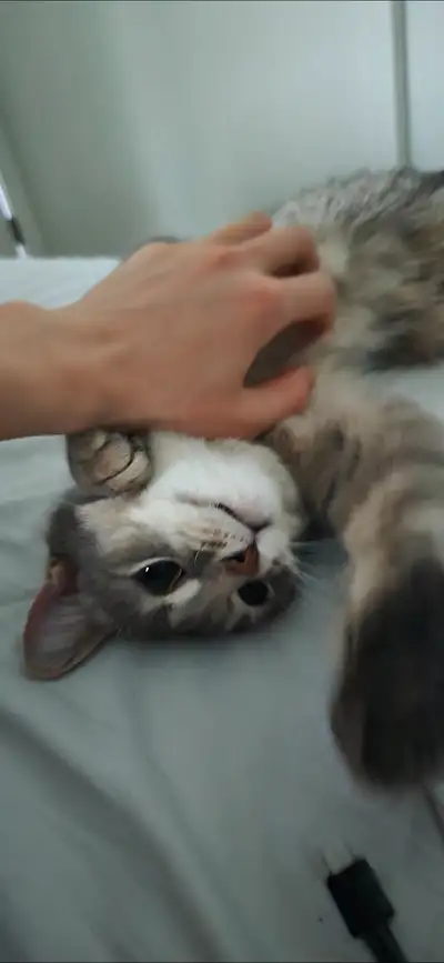 Short video of kitten! https://youtube.com/shorts/M4L04eCbw-g I’m looking for the right home for my...