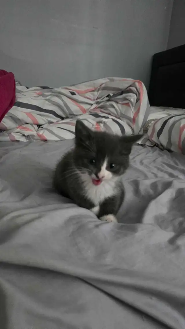 Kittens 4 Sale | Cats & Kittens for Rehoming | Kitchener / Waterloo ...