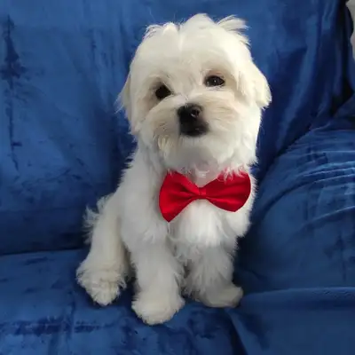 Handsome boy Maltese, View more
