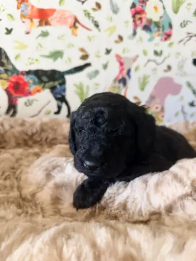 Standard Poodle Puppies, View more