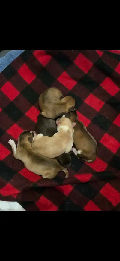 Toy Husky puppies for sale, View more