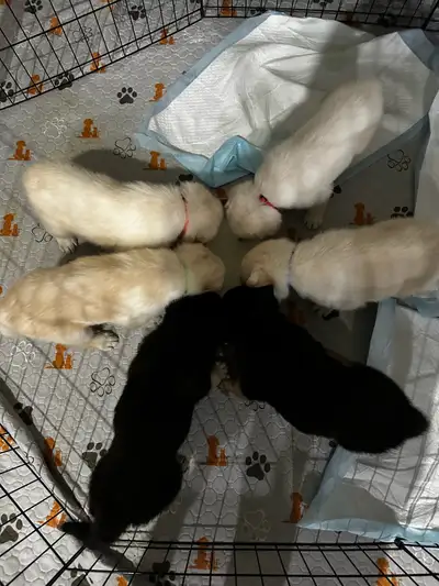 German Shepherd puppies, View more