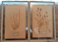 Original Framed Botanical Examples 18th Century France
