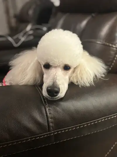 CKC REGISTERED STANDARD POODLE PUPPIES- Prairie Belle Poodles, View more