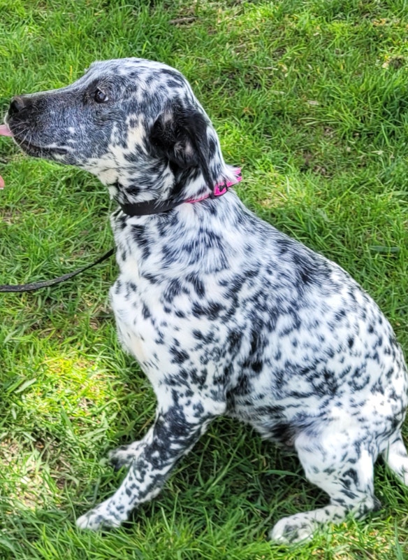 Dalmatian Cross Pups (REDUCED) Dogs & Puppies for Rehoming Guelph