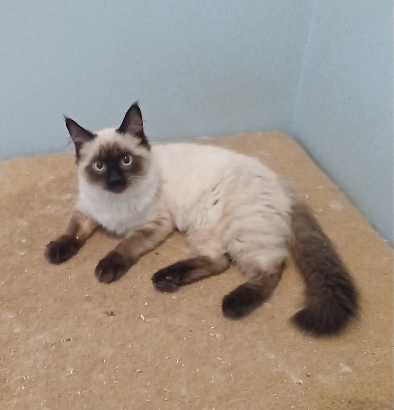 Ragdoll Spayed Kitten. Cats & Kittens for Rehoming Edmonton Kijiji