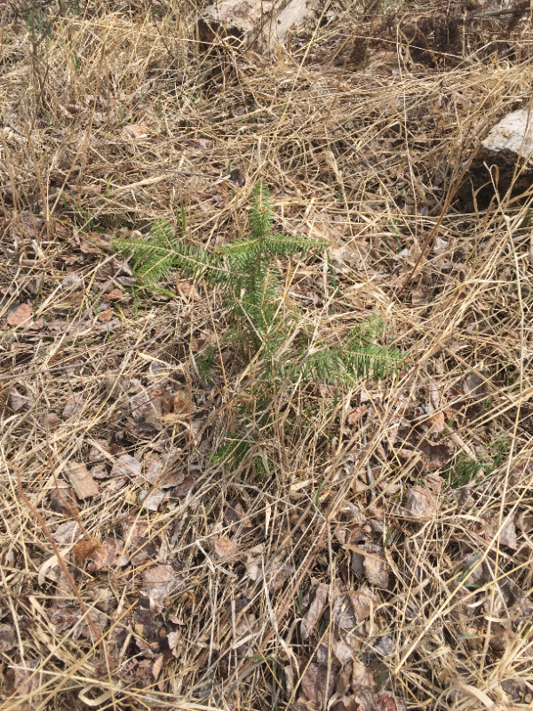 Balsam Fir tree seedlings in Plants, Fertilizer & Soil in Thunder Bay - Image 2