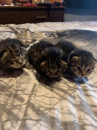 Maine coon mixed kittens