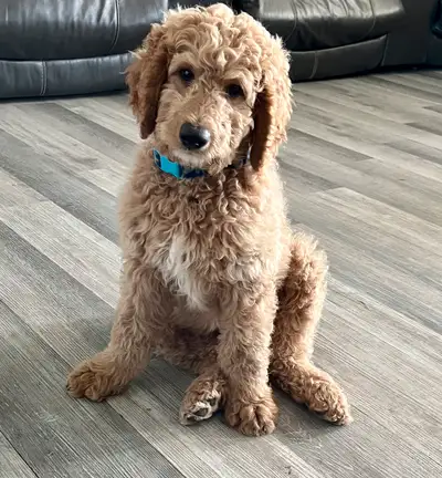 **Only 1 male left.** Coming to Regina this weekend. This smaller curly-coated boy is full of charm!...