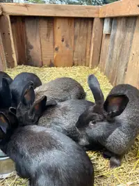 Plusieurs. lapines  noires, grises foncé