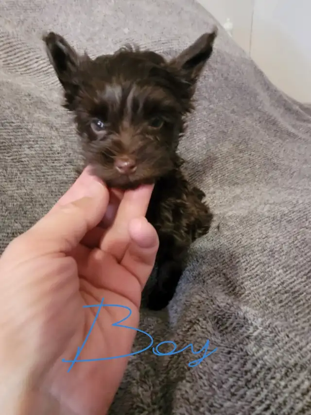 Rare dark chocolate yorkie puppies in Dogs & Puppies for Rehoming in City of Toronto - Image 6