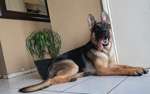 CKC Registered Female German Shepherd in Dogs & Puppies for Rehoming in Hamilton - Image 5