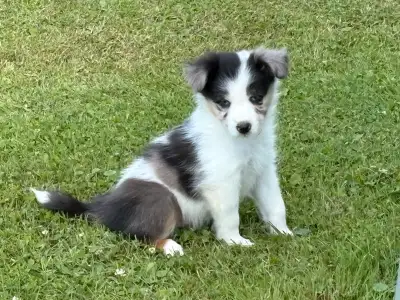 Chiots Bergers Australiens, View more