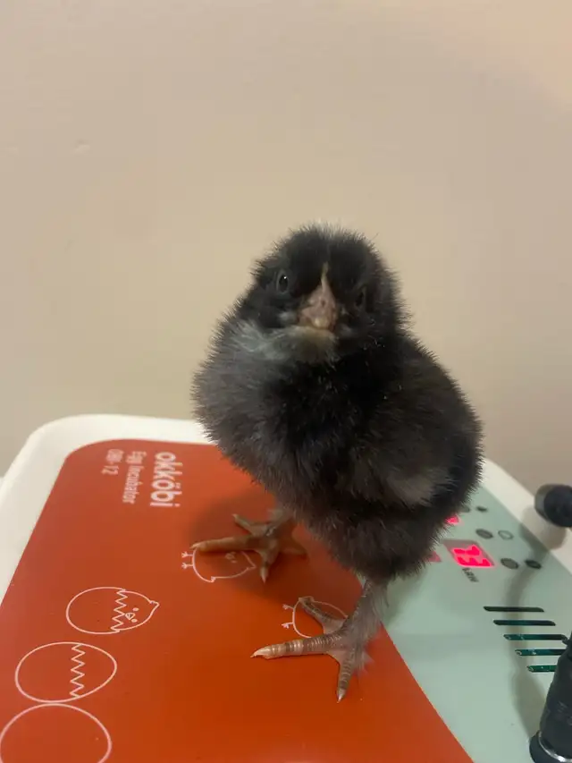 baby chicks in Birds for Rehoming in Delta/Surrey/Langley - Image 6